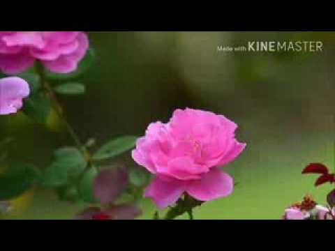 كل عام وانتو بخير جعلنا الله وأياكم من المتمسكين بولاية علي والأئمه عليهم السلام