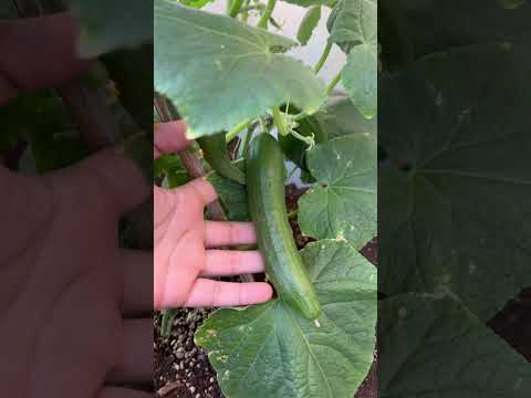 نمو ثمار الخيار الزراعة المنزلية اكسبلور الزراعة زراعة خيار حصاد الزراعة العضوية