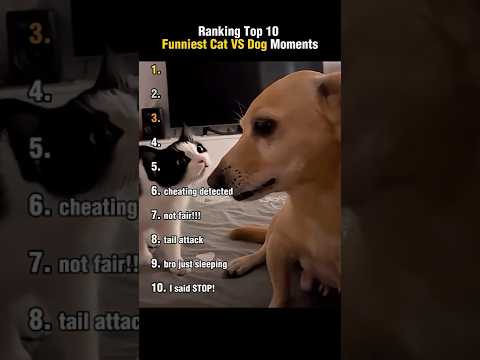Top 10 Cat Vs Dog Moments