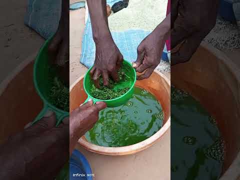 Matumizi Ya Majani Ya Mpapai Katika Kuzuia Kutibu Kuku Mwenye Minyoo Pamoja Na Homa Ya Matumbo 2