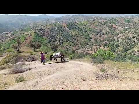 المعزة دݣيكو كلات الشيجار أو اجنينا البعقاس وركبنا على الحمارة