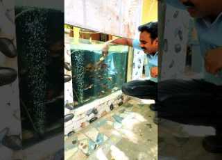  You Won T Believe How Jewel Fish Eat