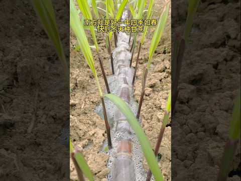 China Mein Ganna Ki Kheti Kaise Karte Hain