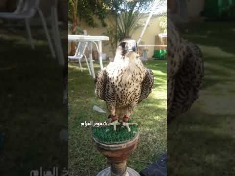 هيظتني يا طير واشغلت بالي