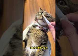  彼女は猫の鼻から何かを取り出した