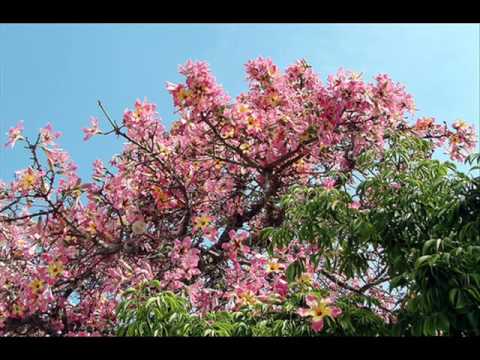 موسيقى فيلم الرصاصة لا تزال في جيبي تأليف عمر خورشيد