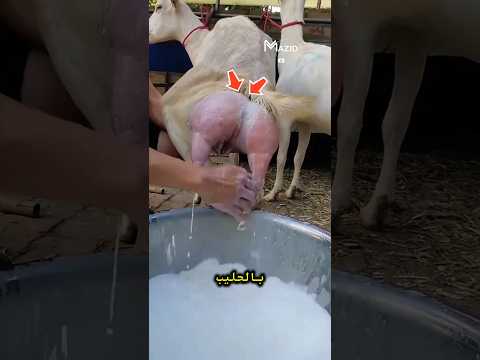لن تصدق ماذا يفعل المزارعون قبل حلب الماعز