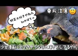  めちゃくちゃ美味しそうに野菜を食べるリクガメが可愛すぎる