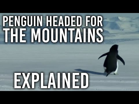 Penguin Headed For The Mountains EXPLAINED
