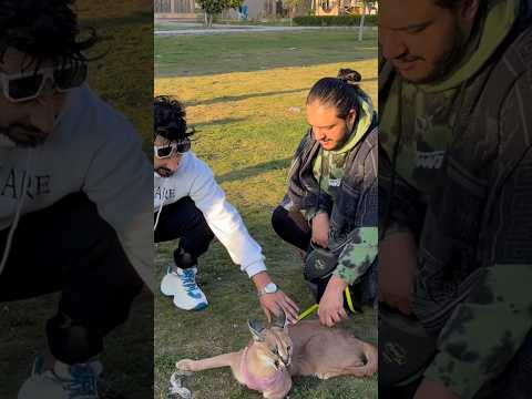 مقابله بين بولا والوشك المصري