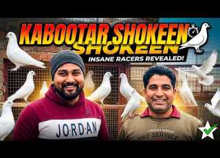  Pure Malwai Chine Kabootar Loft Tour Honey Bai De Best Pigeons Jagga Jatt