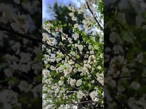 فيروز يارب تزيد خيرك وتعيد