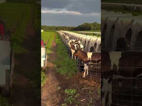 تربية العجول وارضاعها Caw ابقار عجول ثيران مواشي رعاية الحيوانات Calves Animals مزارع