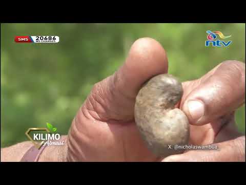 Kilimo Almasi Kilimo Cha Korosho