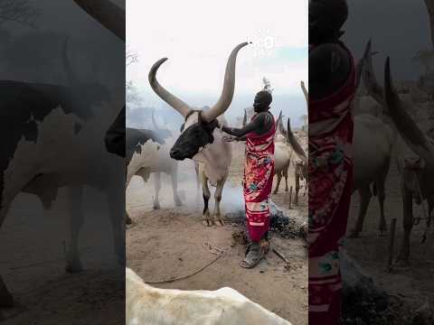 Big Horned Cattle From Africa Shorts