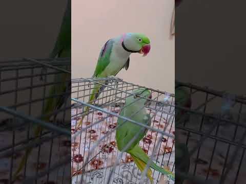 لعيونكم احلا ببغاء نيبالي