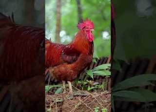 CUTE LITTLE ANIMALS Animal Sounds Funny Farm Animals