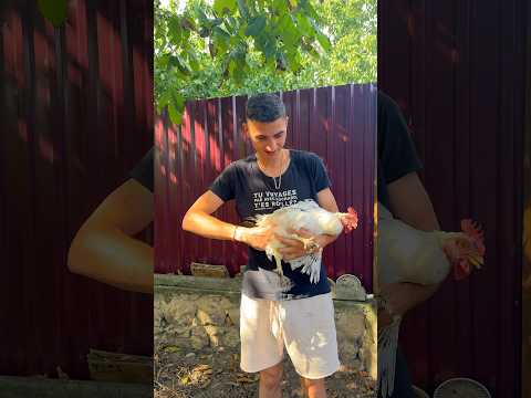 Как добыть срочно яйца у курицы