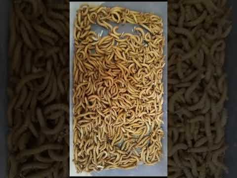 Mealworm دود القبابي واهميته لطيور الزينة