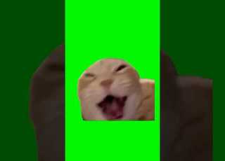  Cat Laughing Meme Green Screen Catmeme Catlover Cats Laughing Meme Fyp