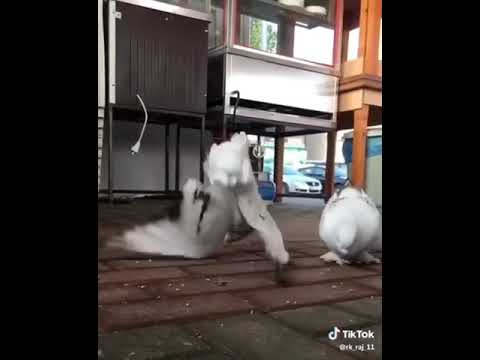 من اجمل ما رأت عيني