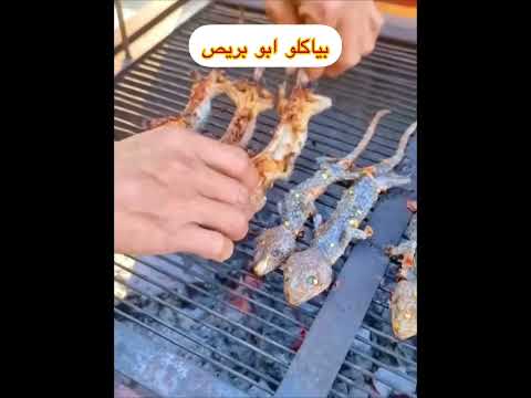 اغرب اكل بياكلو ابو بريص السحليه طبخ الغداء اربح من الانترنت مأكولات