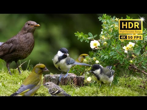 74min Of Nature Escape With Forest Bird Sounds And Adorable Little Birds 4K HDR 74min Of Nature Escape With Forest Bird Sounds And Adorable Little Birds 4K HDR