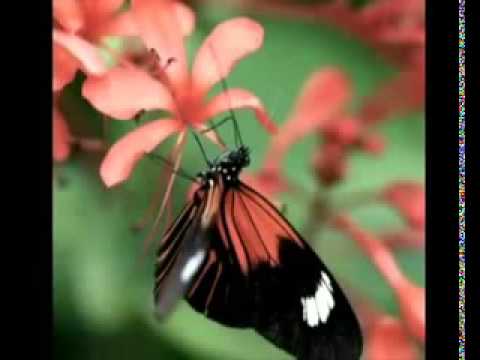 اجمل و اروع موسيقى تركية هادئة جدا جدا تاخذك الى عالم ثاني Medhat G Zahran YouTube