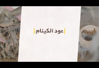عود الكينام