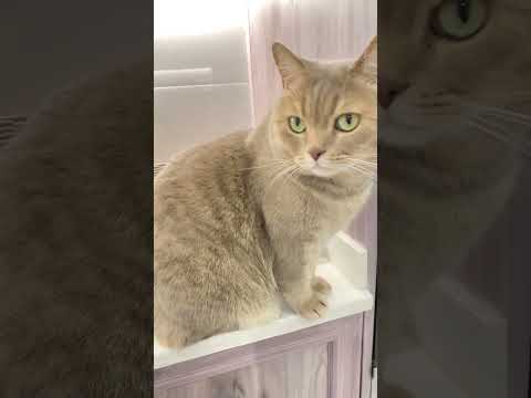 Cat प ठक Puffpuff Catbreed Funny Cute Pibble Puggy Puggles Pugnation Poshpaws Pug