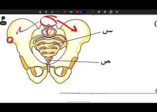 حل كتاب الامتحان الهيكل المحوري في الإنسان د أحمد حسام