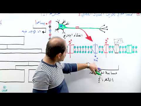تكوين السيال العصبي جزء 1 الأستاذ عبادة الشاعر تكوين السيال العصبي جزء 1 الأستاذ عبادة الشاعر