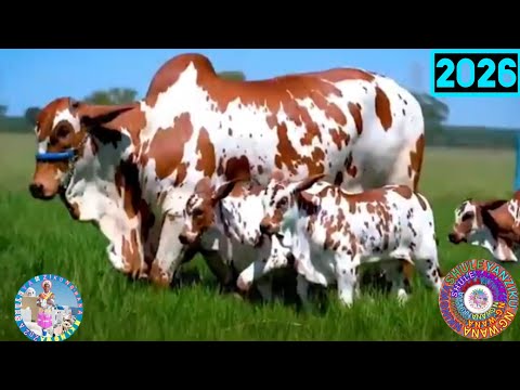 NYANDA SHINYANGA NTAMBI HALUSI YA GAZETI 0695719640 2026 BY SHULE MSABAZAJI