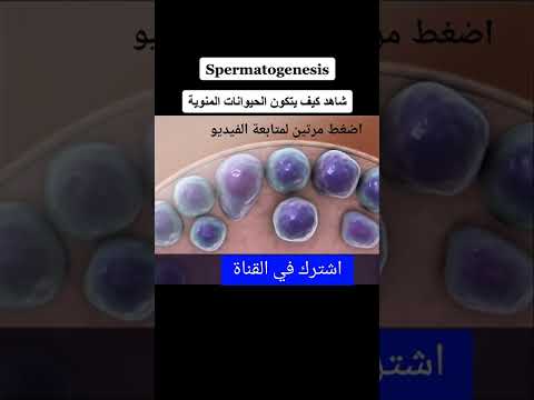 شاهد كيف تتكون الحيوانات المنوية داخل الخصية اعرف نفسك