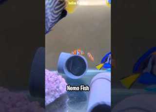  Finally Bought Nemo Fish For My Saltwater Aquarium Ytshorts Shorts