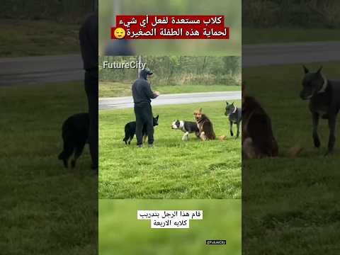 كلاب مستعدة لفعل أي شيء لحماية هذه الطفلة الصغيرة كلاب مستعدة لفعل أي شيء لحماية هذه الطفلة الصغيرة