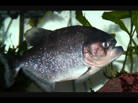PIRANHA TRIBUTE