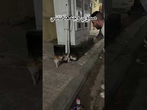 القط الصاوي وجمعة