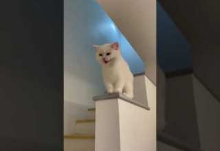 Hehehe Cat Hehe Cute Cat