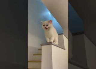 Hehehe Cat Hehe Cute Cat