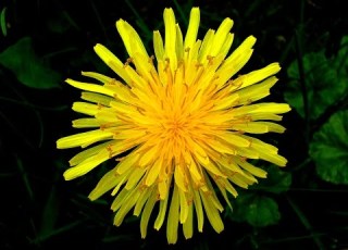  Everything You Should Know About Dandelion