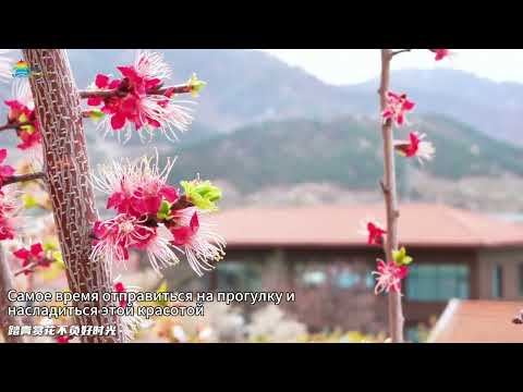 Встречаем весну в Циндао вот вот расцветут вишнёвые сады в горах Лаошань
