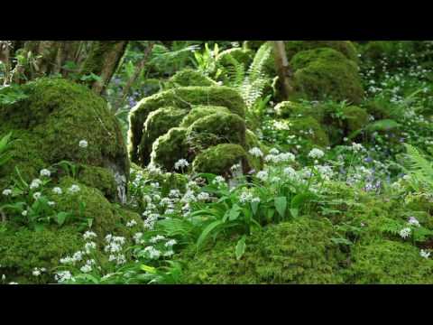 Nature Sounds Relaxing Classical Music Sound Of Birds Singing Johnnie Lawson Relaxation