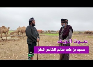 تحديات تواجد الإبل في سهل صلالة