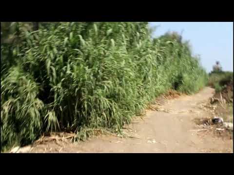 طريق زراعي لعمل المونتاج An Agricultural Way Of Montage Work