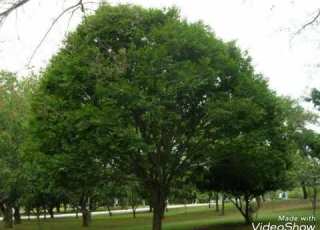 انشودة الهواره إسلامنا بإصداره انشاد إبراهيم الأحمد