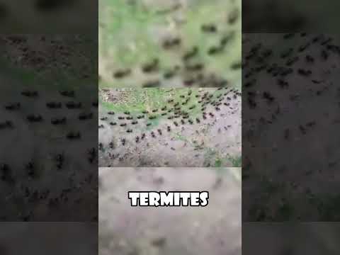 Ants Vs Termites Unusual Truce Caught On Camera Animals Wildlife