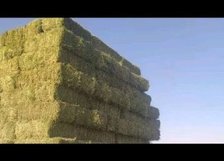 زراعة البرسيم الحجازي تكاليف وارباح بالورقه والقلم م اسعد الفقي 01090855418