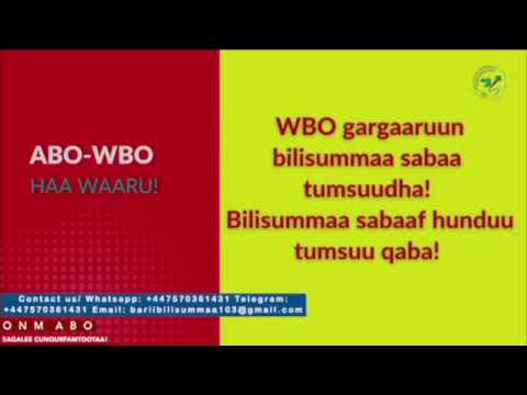 Gabaasa Gumaacha ONM ABO Bitootessa 26 2026 Itti Dhiyaadhaa