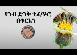 የንብ ድንቅ ተፈጥሮ በቁርአን ሳይንስ የመሰከረለት ተአምር Tefekur Media